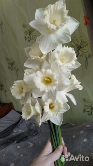 Луковицы нарциссов