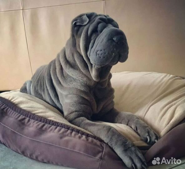 Щенки шарпей