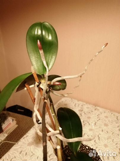 Орхидея фаленопсис детка