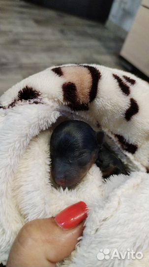 Продам щенков йоркширского терьера