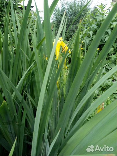 Ирис, многолетний. Хоста,Лилии,Незабудки (низкие)