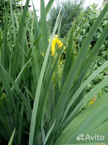 Ирис, многолетний. Хоста,Лилии,Незабудки (низкие)