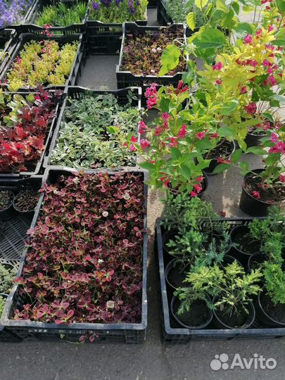 Перегной 2-3г,чернозем растительный,1/15т,мешками