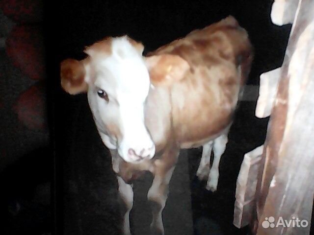 Телята бычки