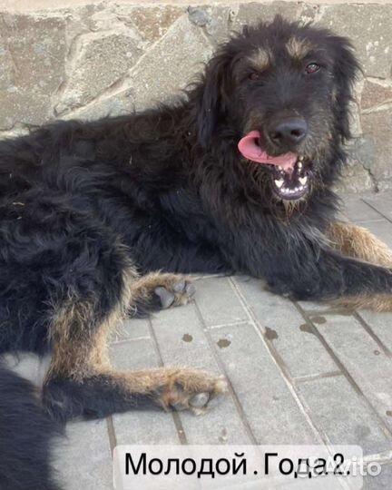 Добрый, большой пёс