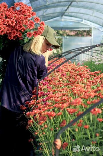 Хризантема веточная для букетов