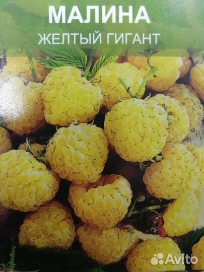 Саженцы малины