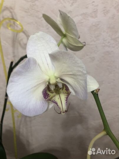 Орхидея фаленопсис