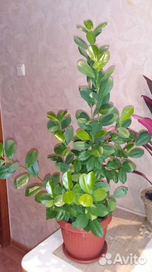 Комнатные цветы