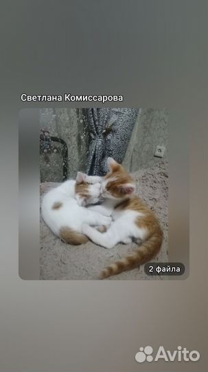 Котята