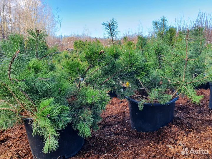 Саженцы хвойных деревьев