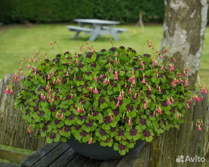 Кислица Оксалис «Айрон кросс»