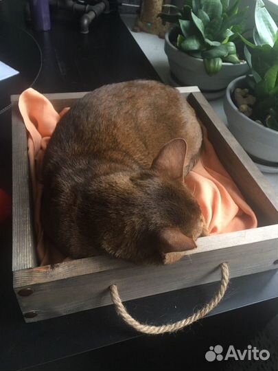 Лежанка для кошки