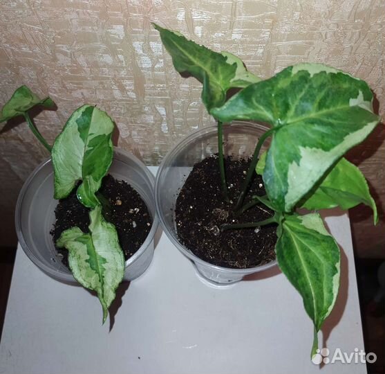 Сингониумы сортовые от 10.08.23