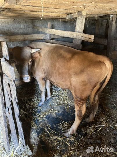 Бычок и телочка