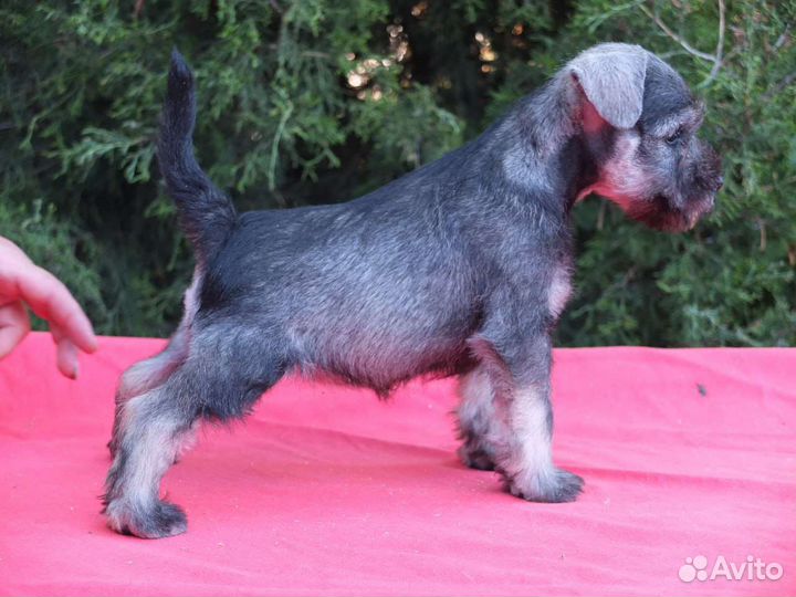 Цвергшнауцер