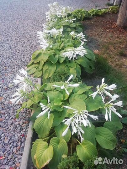 Растения для сада многолетние