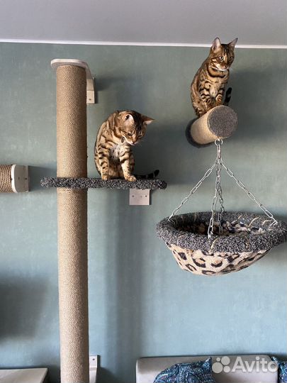 Когтеточки и Комплексы