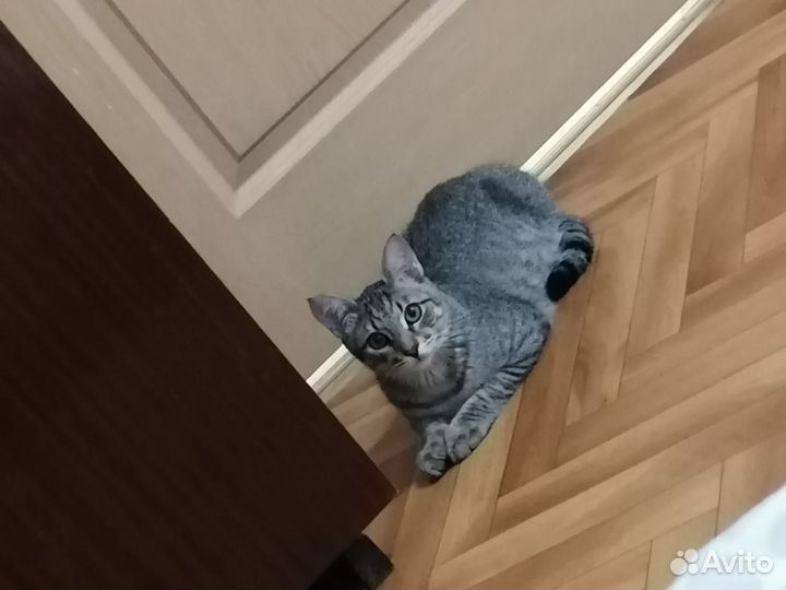 Отдам кота в добрые руки