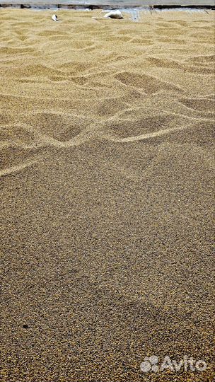 Семена горчицы белой (Рапсодия)