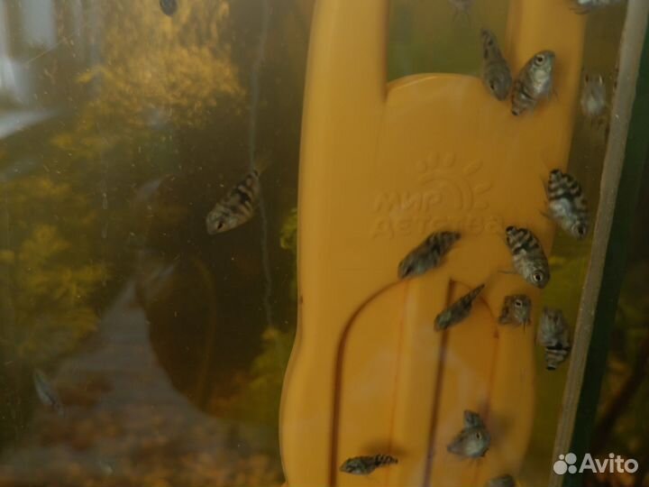 Аквариумные рыбки