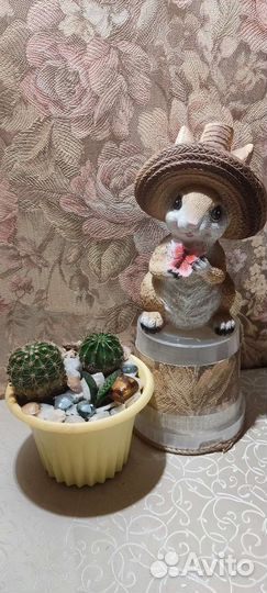 Кактусы и суккуленты