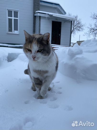 Рыжий котик