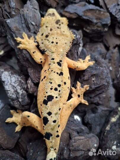 Гекконы бананоеды + лили вайт