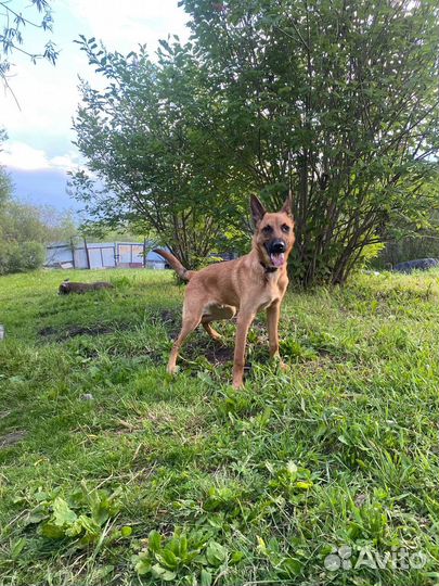 Метис малинуа