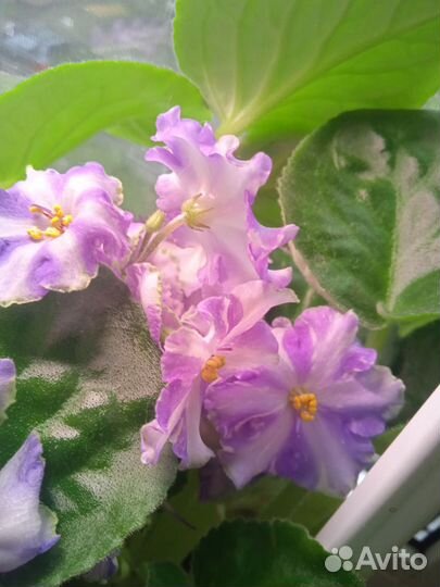 Листочки фиалочек набор