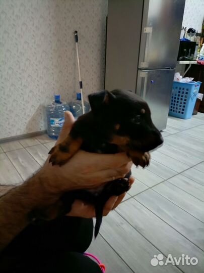 Лучший друг