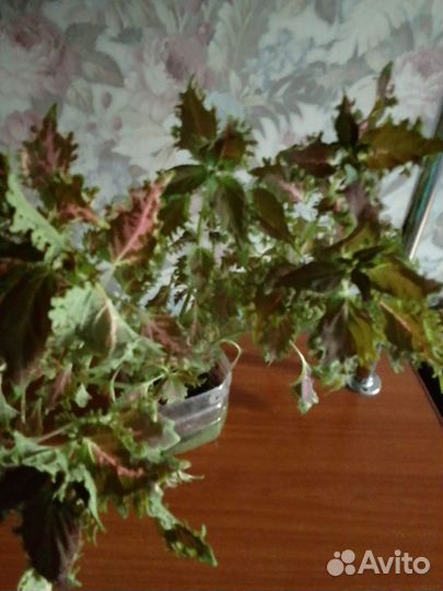 Пеларгония герань