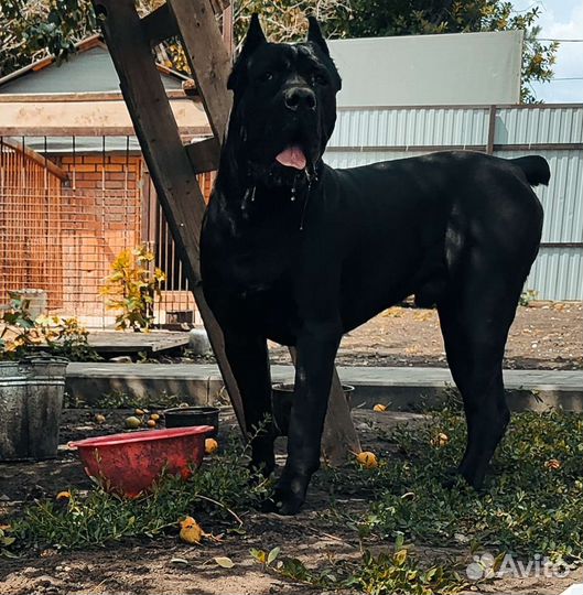 Кане Корсо вязка