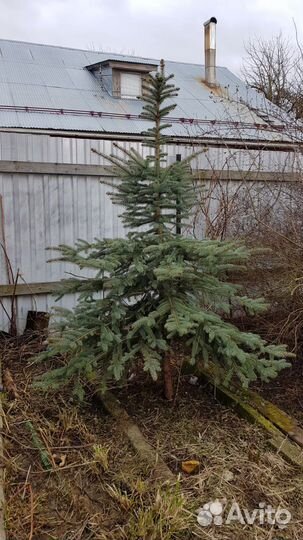 Ель голубая