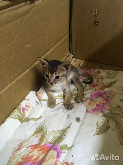 Абиссинские котята