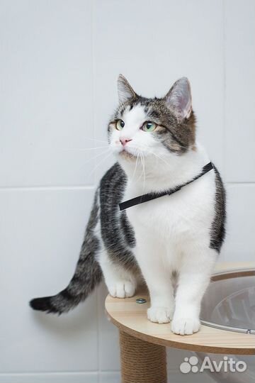 Кошки в добрые руки