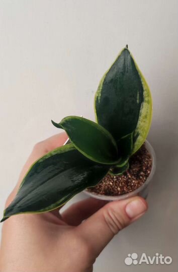 Сансевиерия (разные сорта) и не только