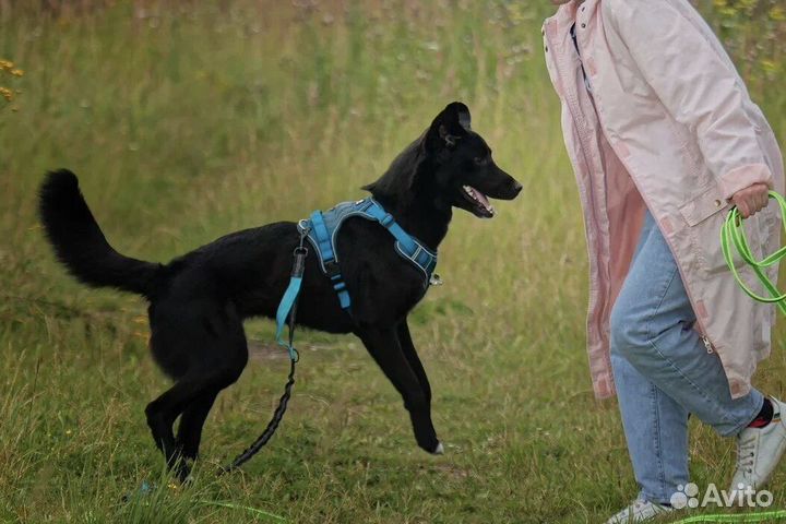 Супер собака девочка