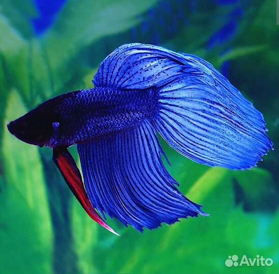 Аквариум с рыбкой