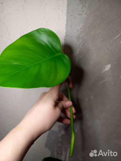 Монстера черенки