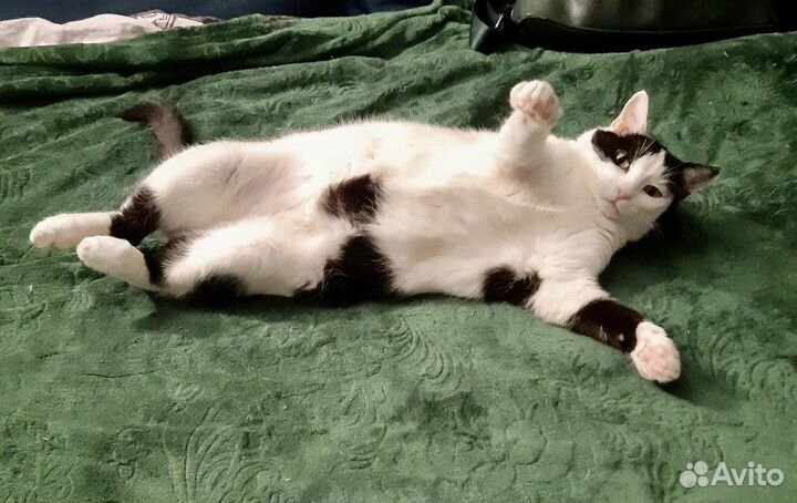 Кошечка Муся ищет любящий дом и семью