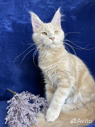 Мейн-кун крупный котенок