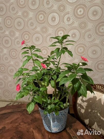 Комнатные цветы