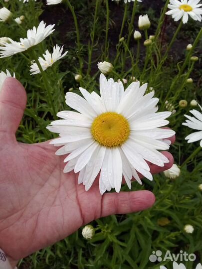 Нивянка,ромашка