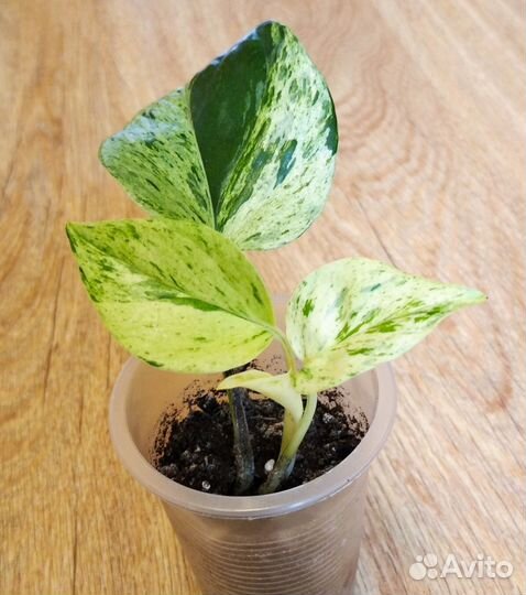 Сциндапсус