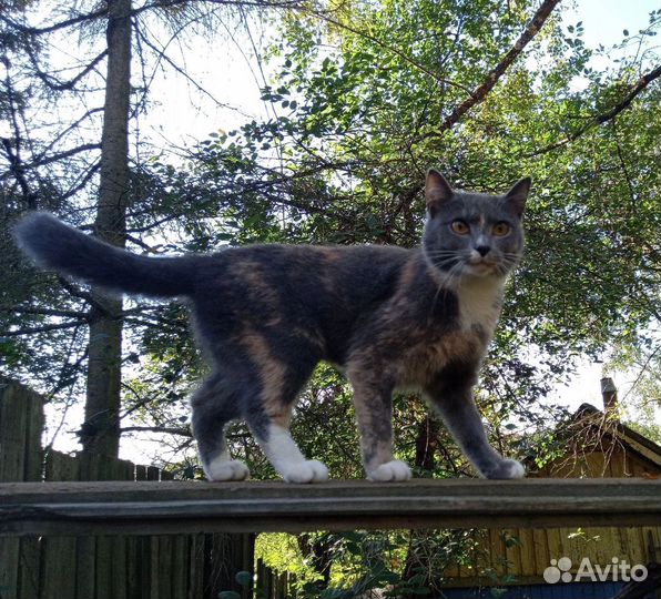 Кошка бесплатно в добрые руки
