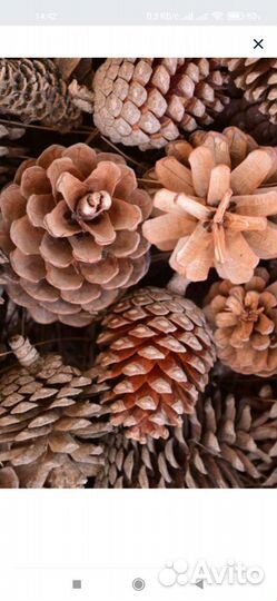 Шишки сосновые и еловые
