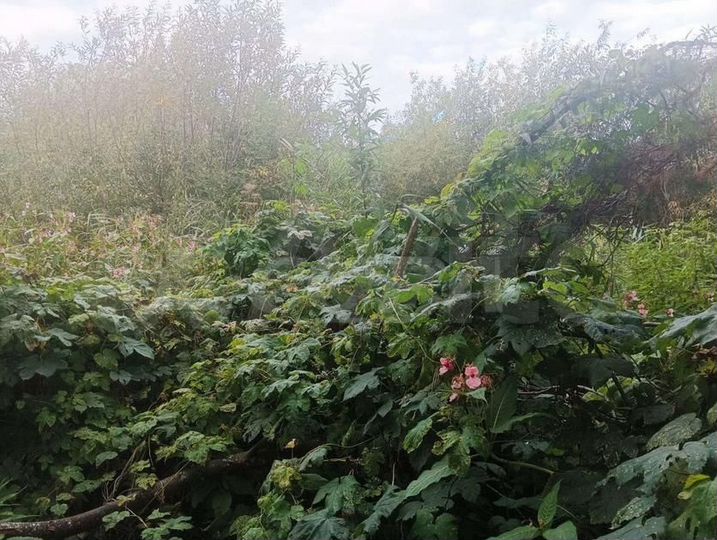 Участок 6,9 сот. (СНТ, ДНП)