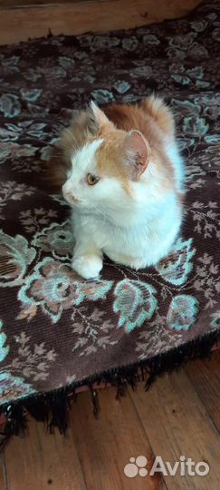 Кошки в добрые руки