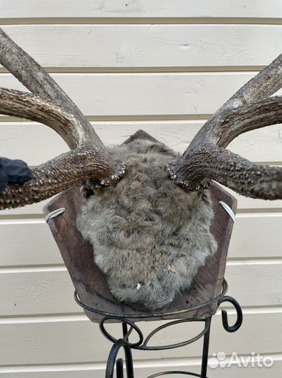 Рога изюбря (изюбра)